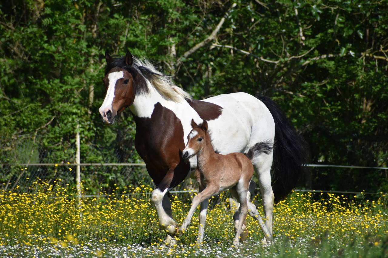 Veulen (ml) Franse rijpony PFS Te koop 2026 Donker bruin / bai