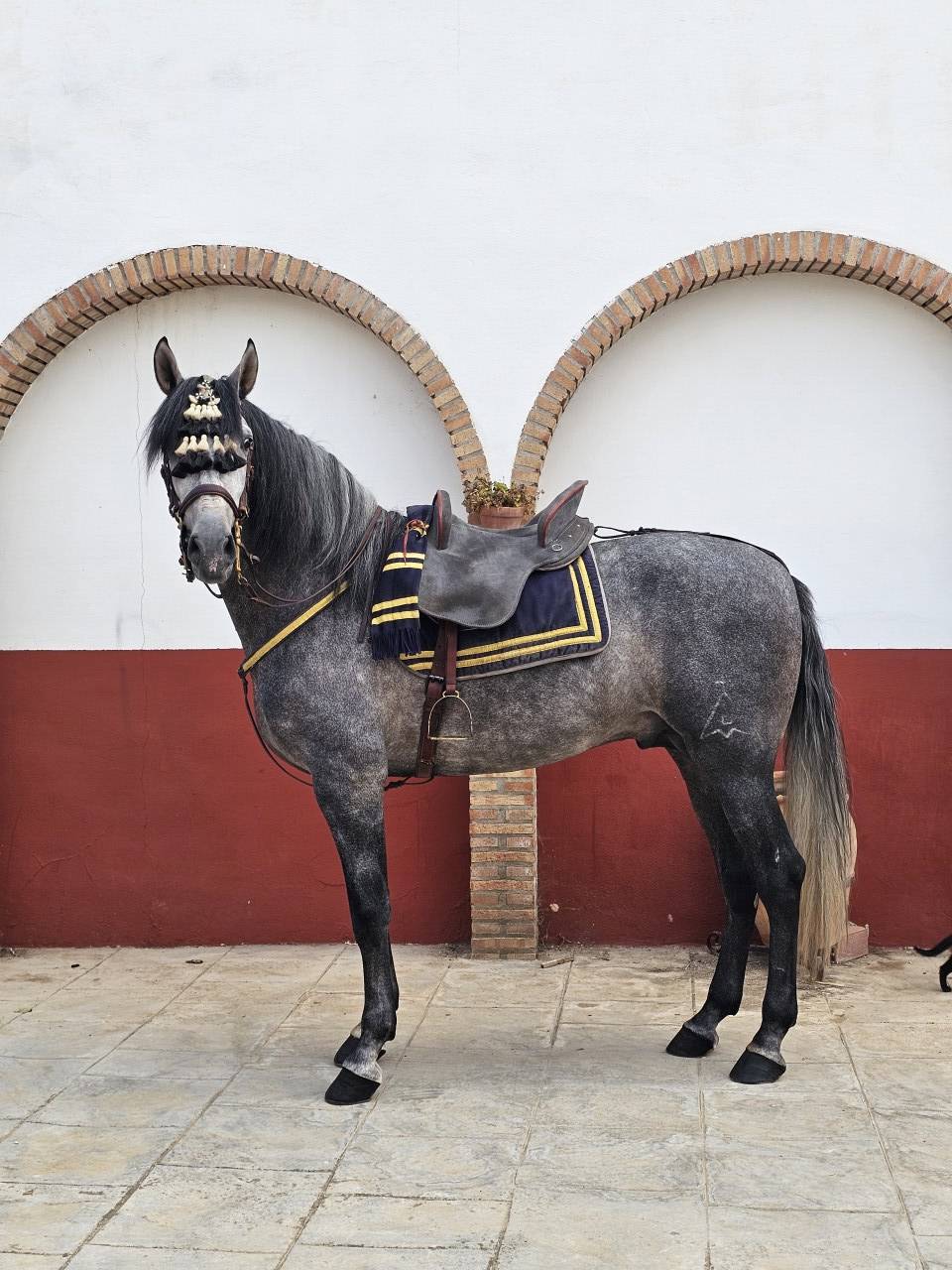 Ruin PRE Puur Ras Spaans Te koop 2021 Schimmel ,  ROMERO DE TRUJILLO