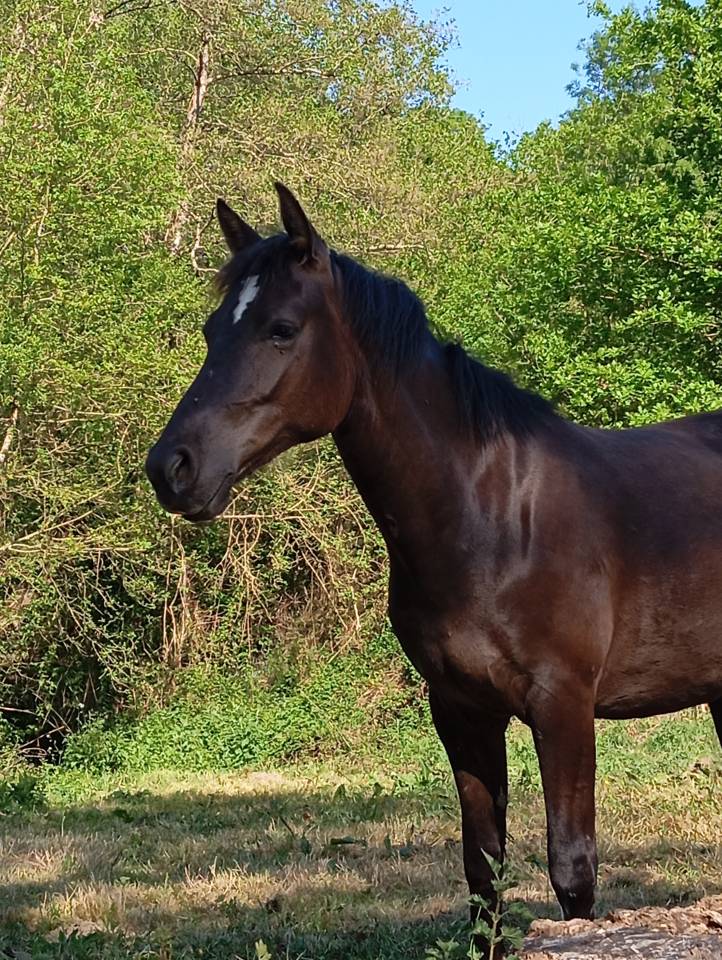 Veulen (vr) Franse rijpony PFS Te koop 2024 Zwart ,  Ibiza d arg&aacute;n