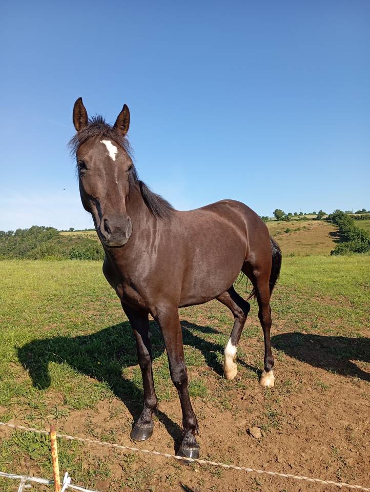 Veulen (vr) Franse rijpony PFS Te koop 2024 Zwart ,  Ibiza d arg&aacute;n