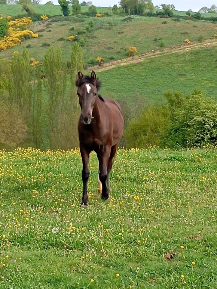 Veulen (vr) Franse rijpony PFS Te koop 2024 Zwart ,  Ibiza d arg&aacute;n
