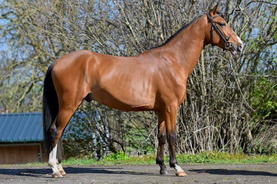 Hengst Zangersheide Te koop 2023 Donker bruin / bai ,  HEARTBREAKER
