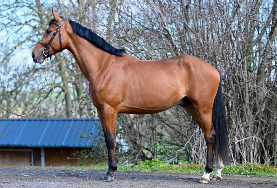 Hengst Zangersheide Te koop 2023 Donker bruin / bai ,  HEARTBREAKER