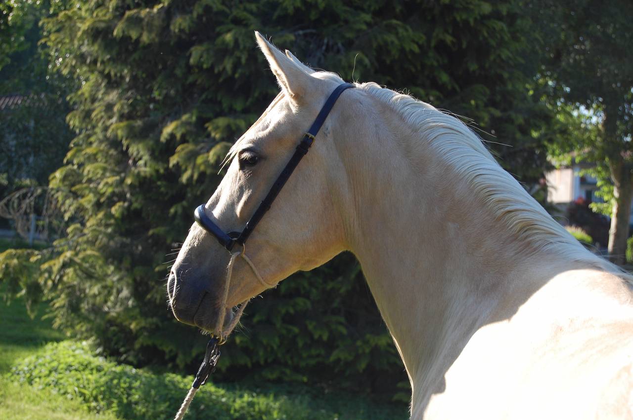 Merrie PRE Puur Ras Spaans Te koop 2023 Palomino ,  TREMENDO JL