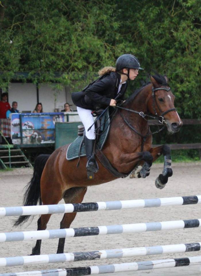 Merrie Franse rijpony PFS Te koop 2019 Donker bruin / bai
