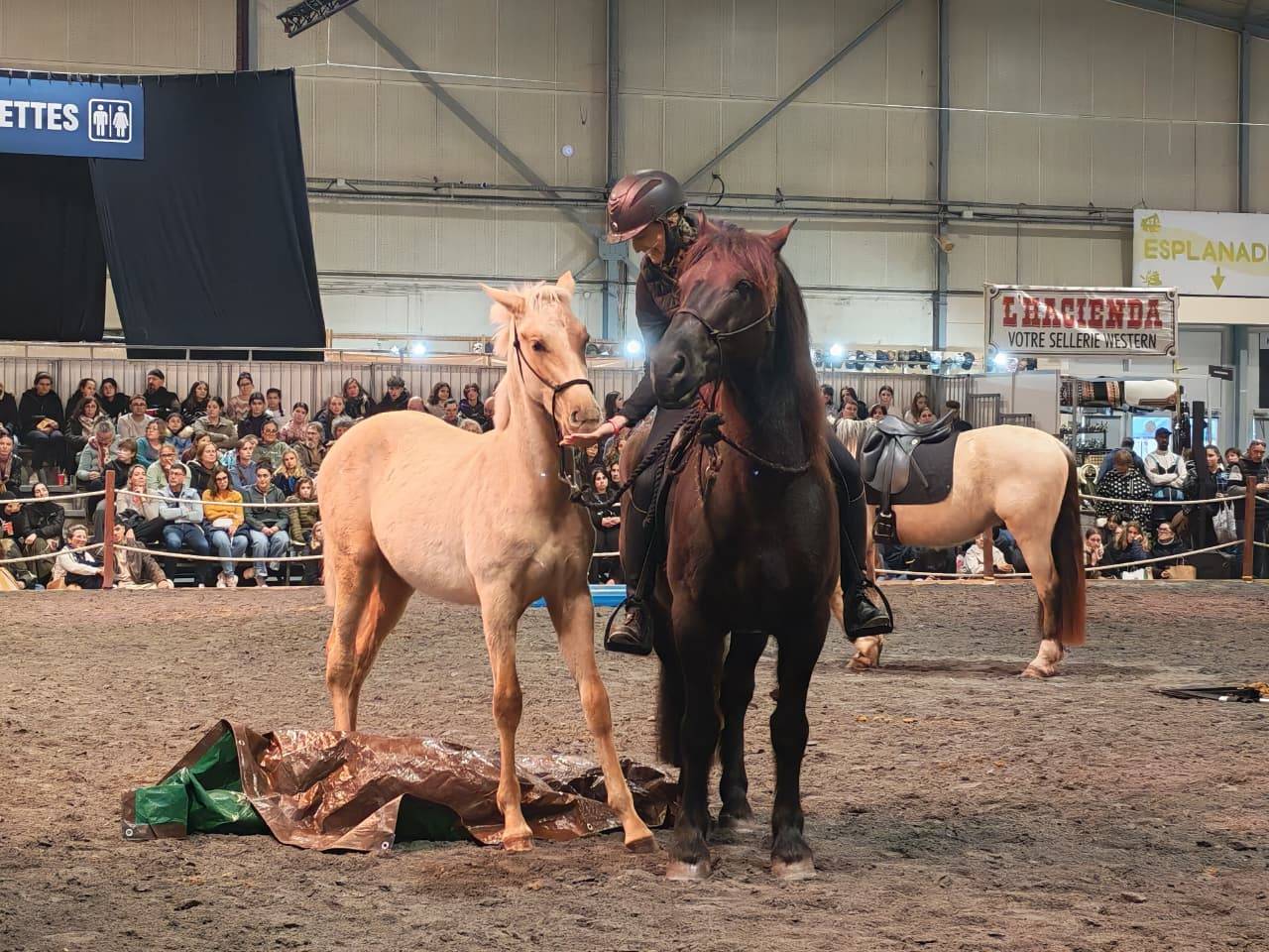 Veulen (ml) PRE Puur Ras Spaans Te koop 2025 Palomino ,  ADAGIO CALLER