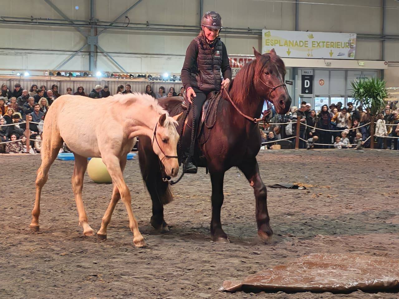 Veulen (ml) PRE Puur Ras Spaans Te koop 2025 Palomino ,  ADAGIO CALLER
