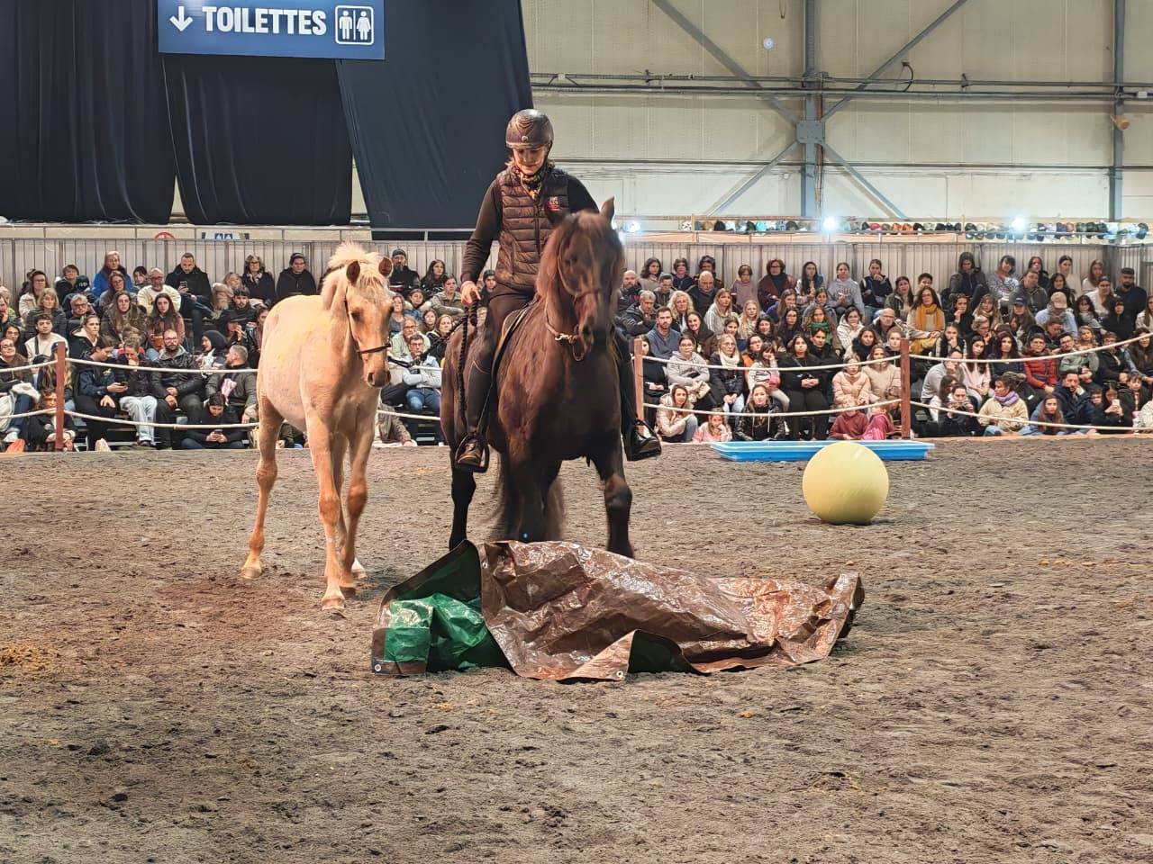 Veulen (ml) PRE Puur Ras Spaans Te koop 2025 Palomino ,  ADAGIO CALLER