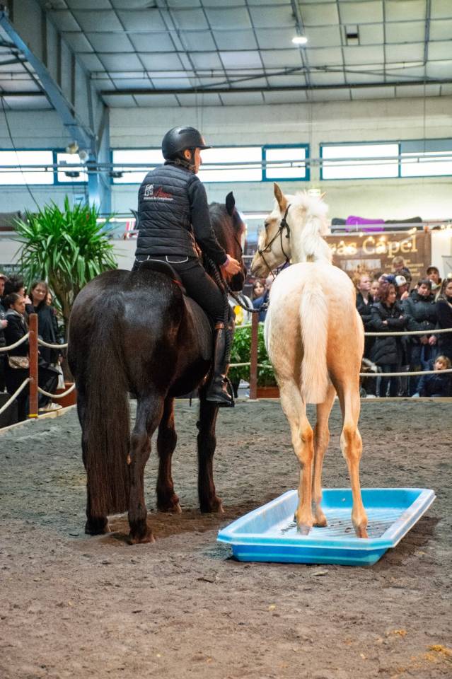 Veulen (ml) PRE Puur Ras Spaans Te koop 2025 Palomino ,  ADAGIO CALLER