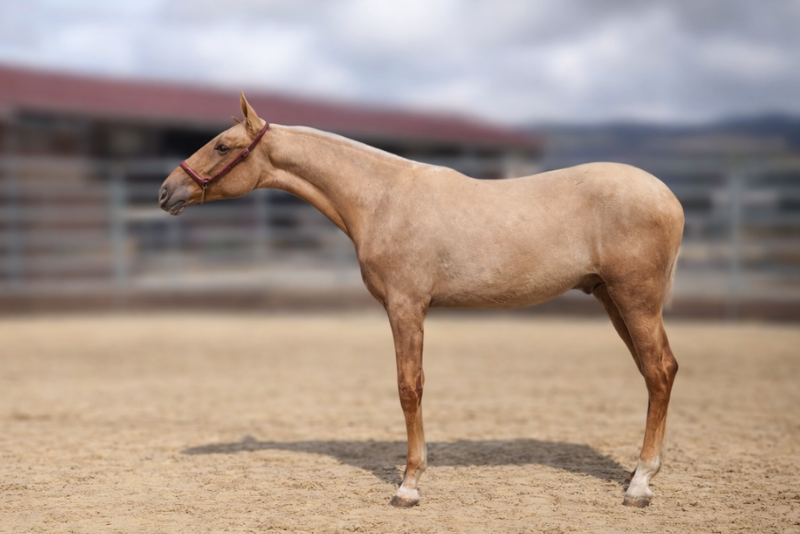 Veulen (ml) PRE Puur Ras Spaans Te koop 2025 Palomino ,  MALVERDE FP