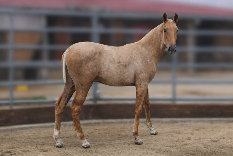 Veulen (ml) PRE Puur Ras Spaans Te koop 2025 Palomino ,  MALVERDE FP
