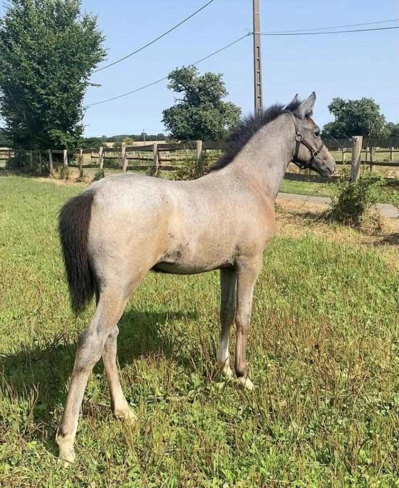 Ruin New Forest Te koop 2024 Schimmel