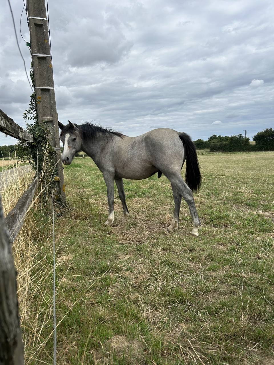 Ruin New Forest Te koop 2024 Schimmel
