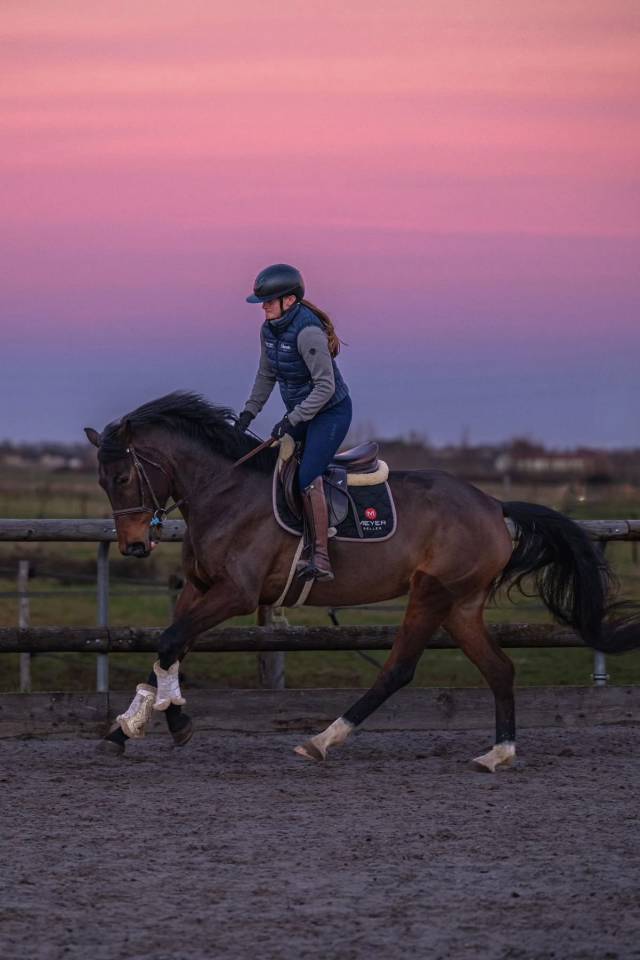 Merrie KWPN Nederlands sportpaard Te koop 2021 Donker bruin / bai