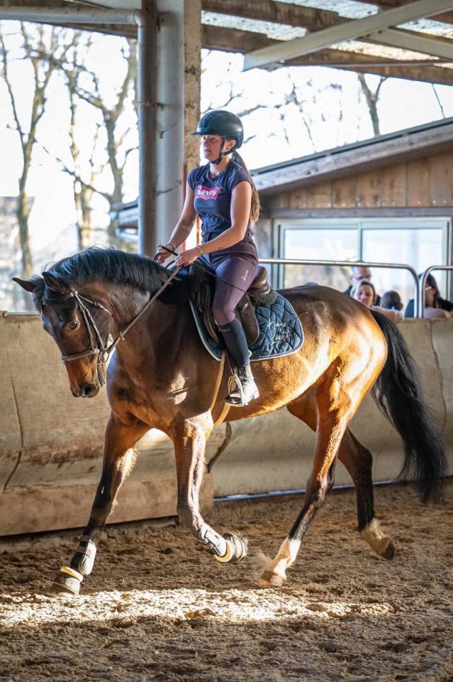 Merrie KWPN Nederlands sportpaard Te koop 2021 Donker bruin / bai