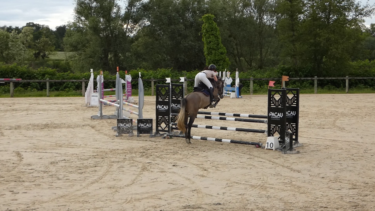 Ruin Welsh Partbred Te koop 2022 Schimmel ,  EFUSIVO X