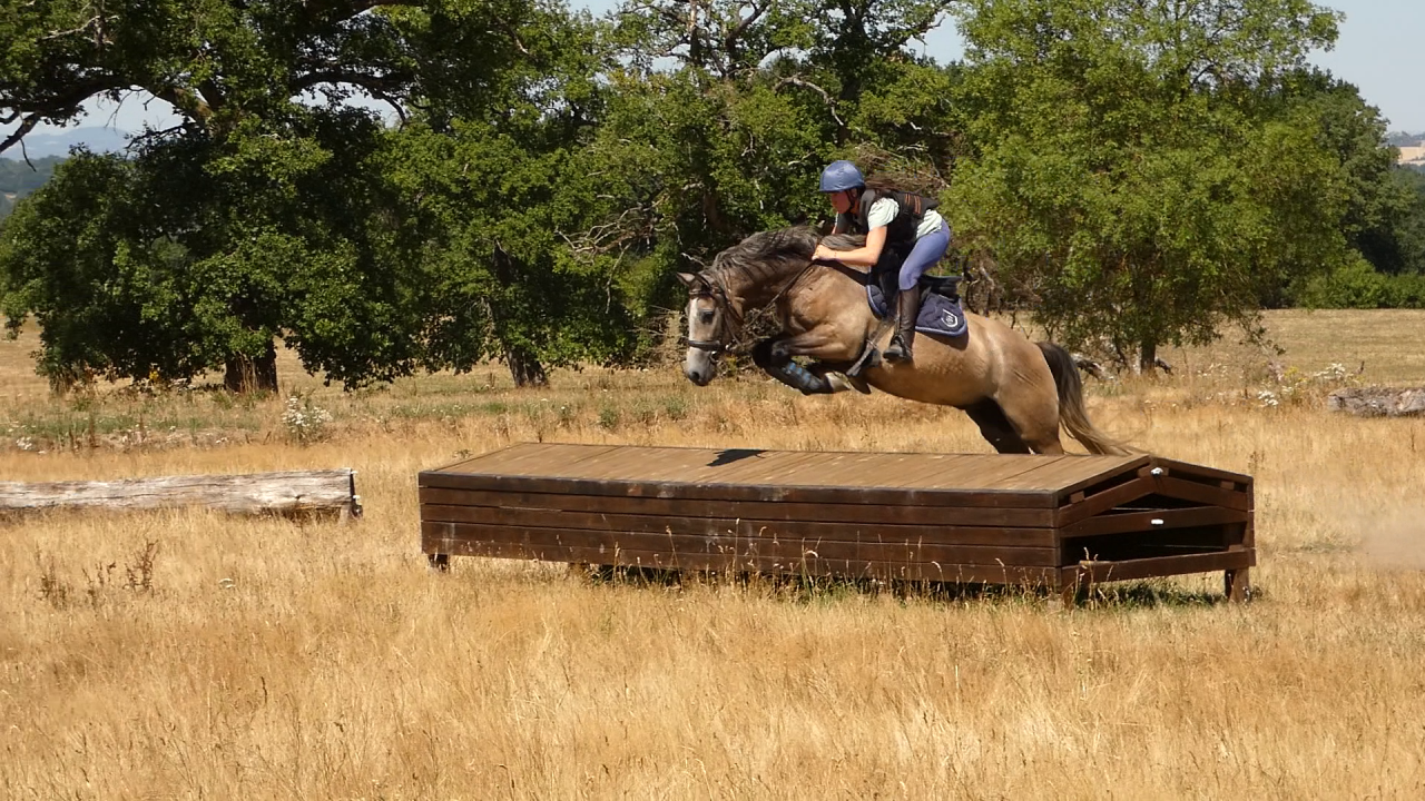 Ruin Welsh Partbred Te koop 2022 Schimmel ,  EFUSIVO X