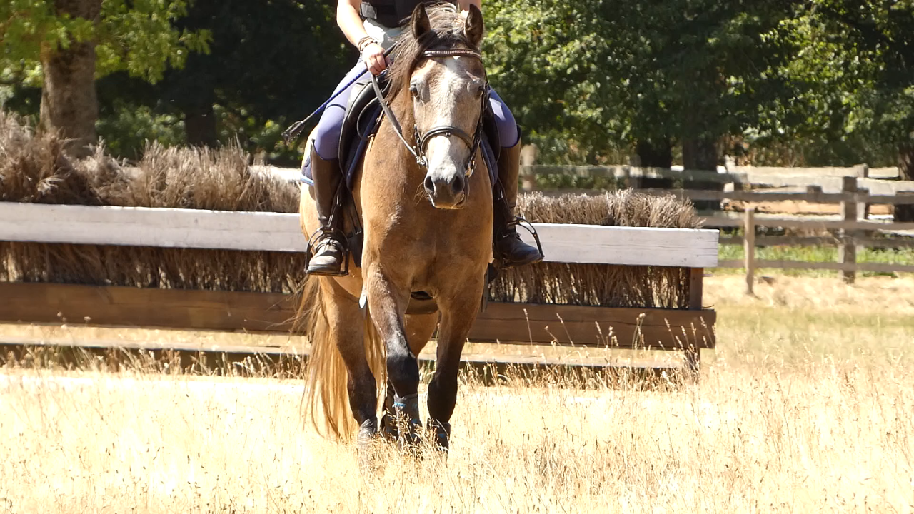 Ruin Welsh Partbred Te koop 2022 Schimmel ,  EFUSIVO X