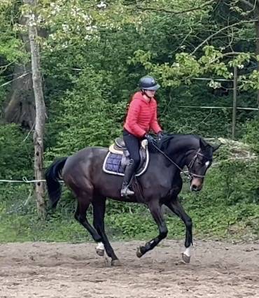 Merrie Westphalian Te koop 2016 Bruin / Bai