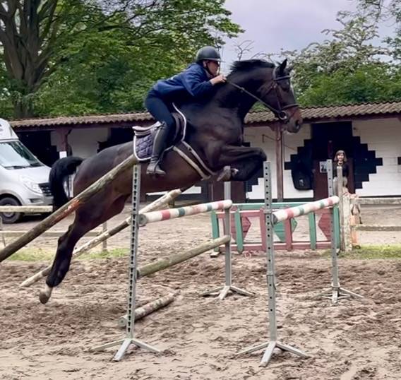 Merrie Westphalian Te koop 2016 Bruin / Bai