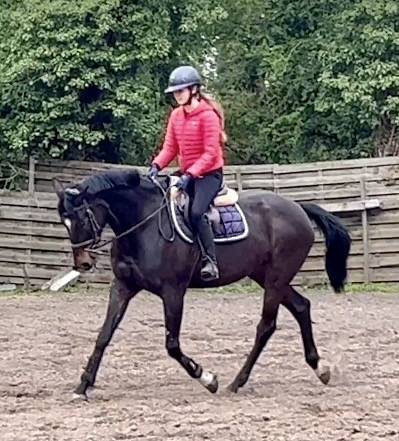 Merrie Westphalian Te koop 2016 Bruin / Bai