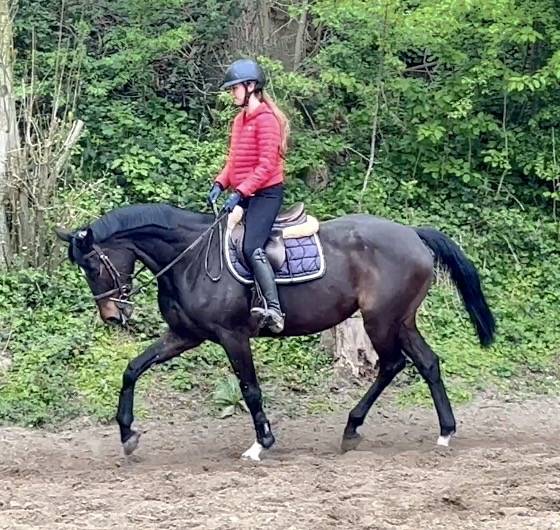 Merrie Westphalian Te koop 2016 Bruin / Bai