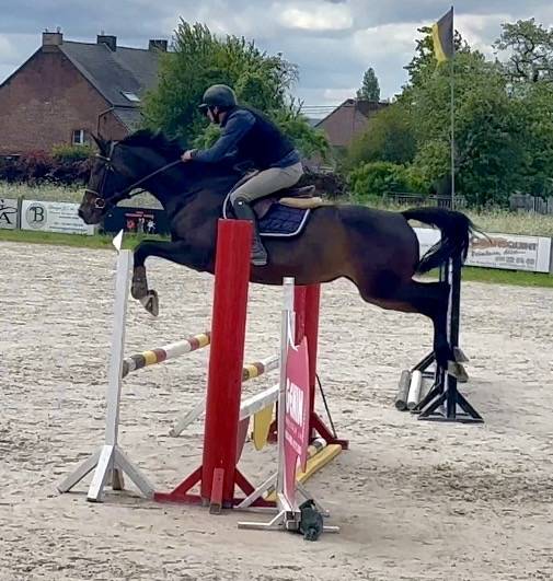 Merrie Westphalian Te koop 2016 Bruin / Bai