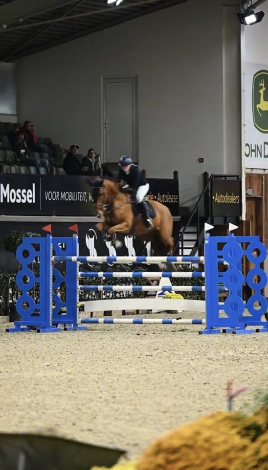 Mooie talentvolle spring merrie te koop