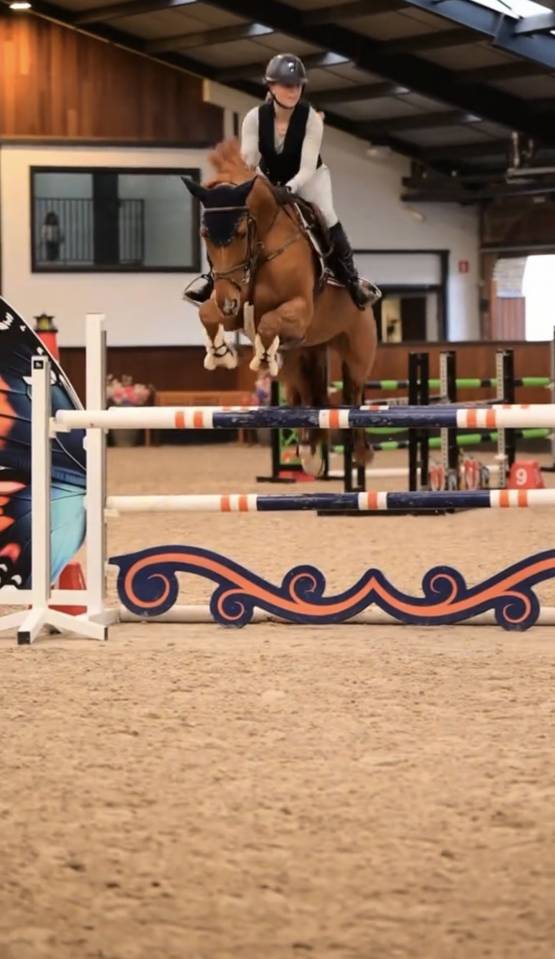 Mooie talentvolle spring merrie te koop