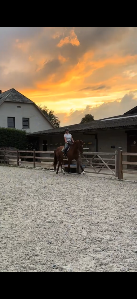 Mooie talentvolle spring merrie te koop