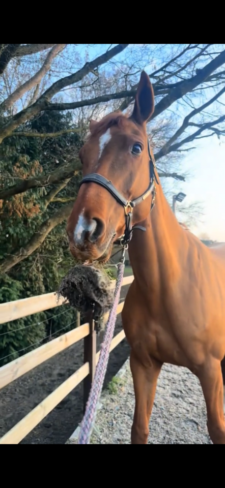 Mooie talentvolle spring merrie te koop
