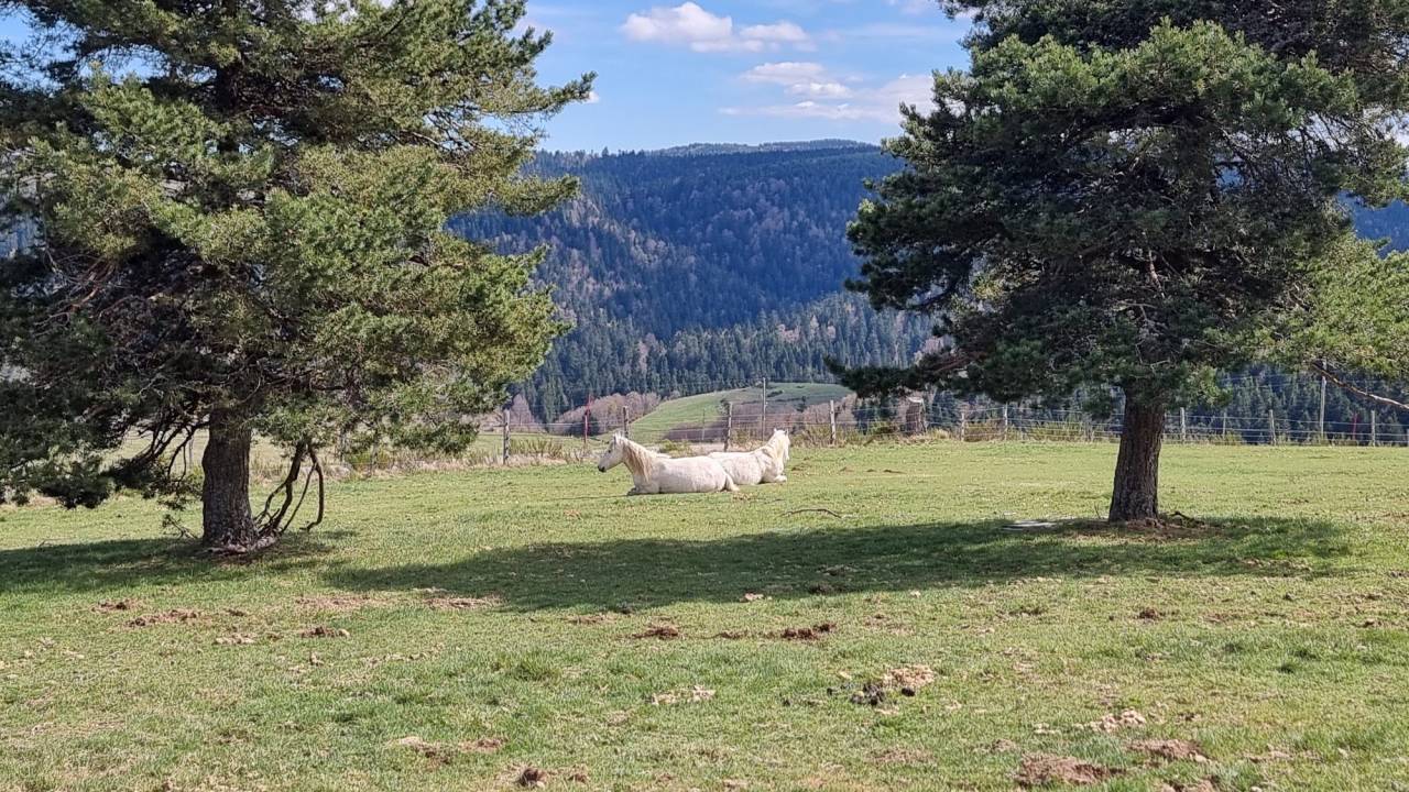 Paarden accommodatie Koop Ard&egrave;che