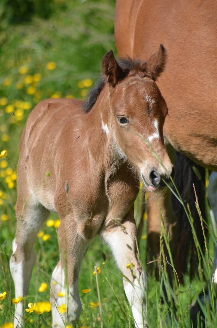 Veulen (ml) Welsh Partbred Te koop 2026 Bont ,  Ideal de la serre