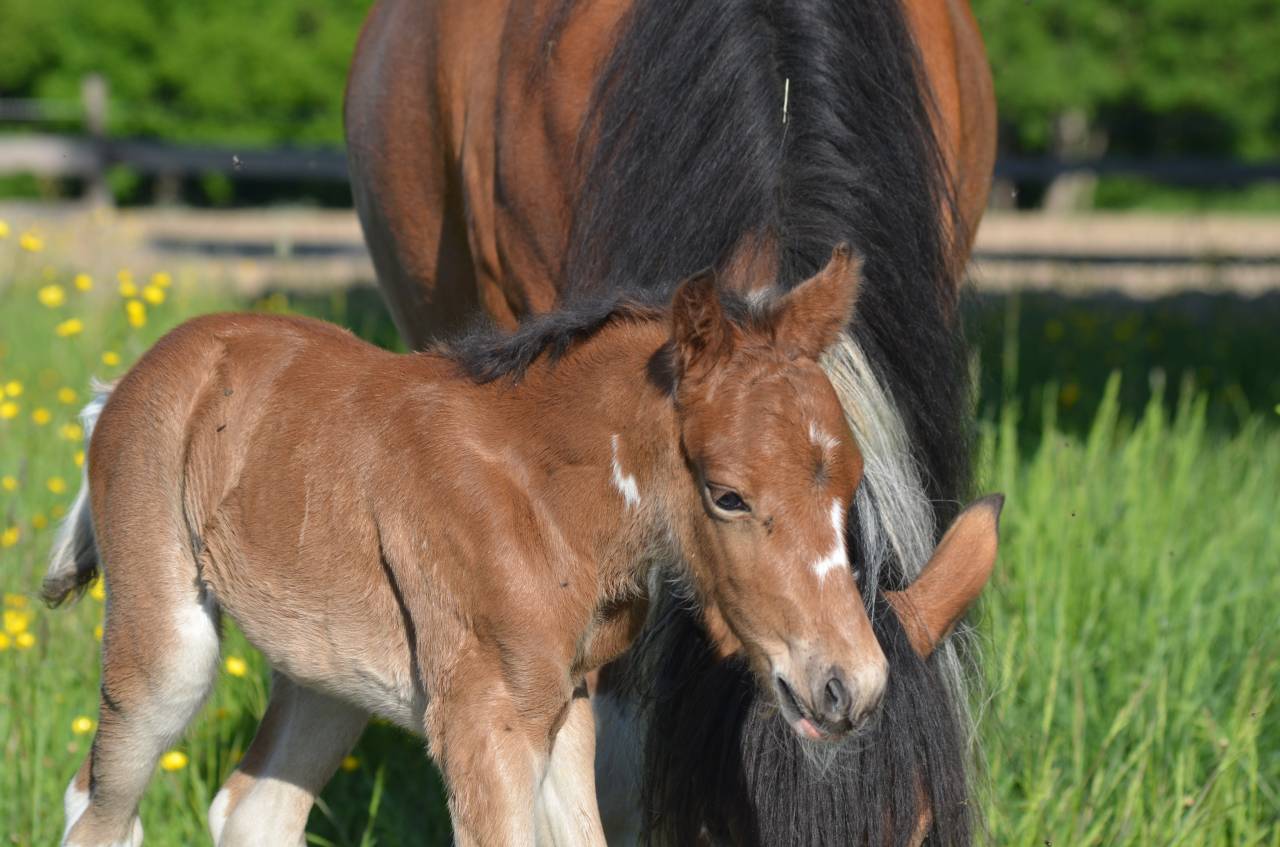 Veulen (ml) Welsh Partbred Te koop 2026 Bont ,  Ideal de la serre