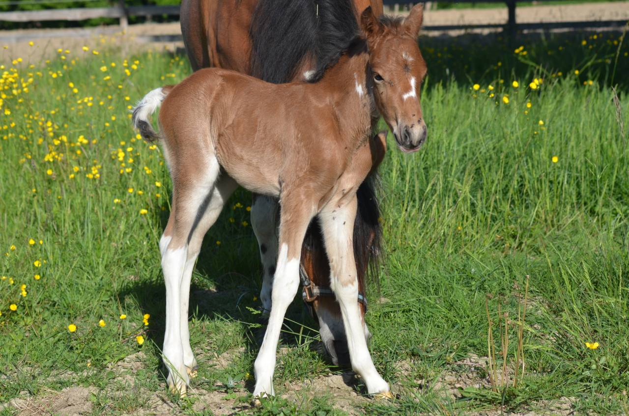 Veulen (ml) Welsh Partbred Te koop 2026 Bont ,  Ideal de la serre