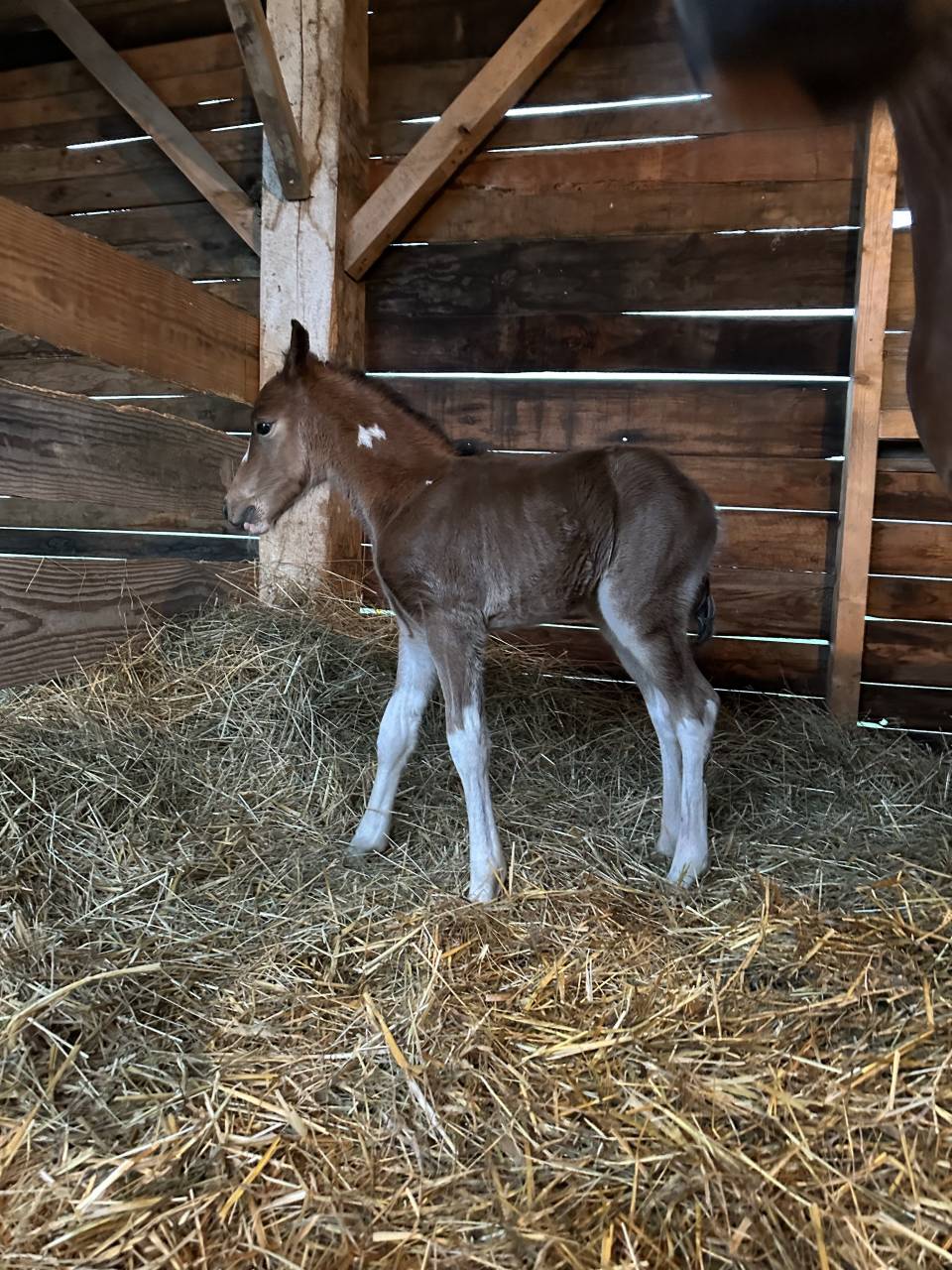 Veulen (ml) Welsh Partbred Te koop 2026 Bont ,  Ideal de la serre