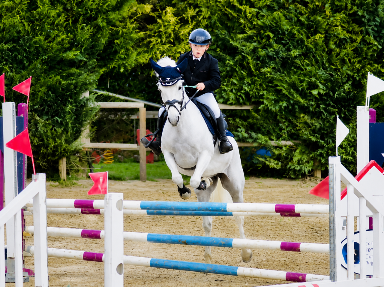 Merrie Connemara Te koop 2009 Schimmel ,  Oxhill Mairtin