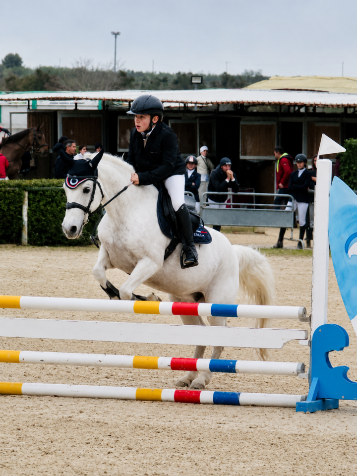Merrie Connemara Te koop 2009 Schimmel ,  Oxhill Mairtin