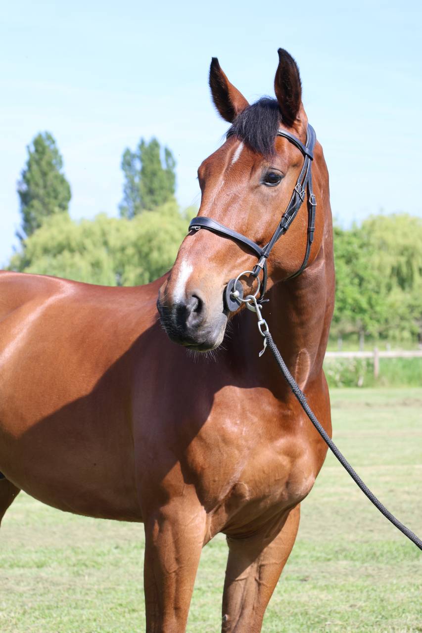Ruin Selle Fran&ccedil;ais Te koop 2021 Donker bruin / bai ,  KANANN