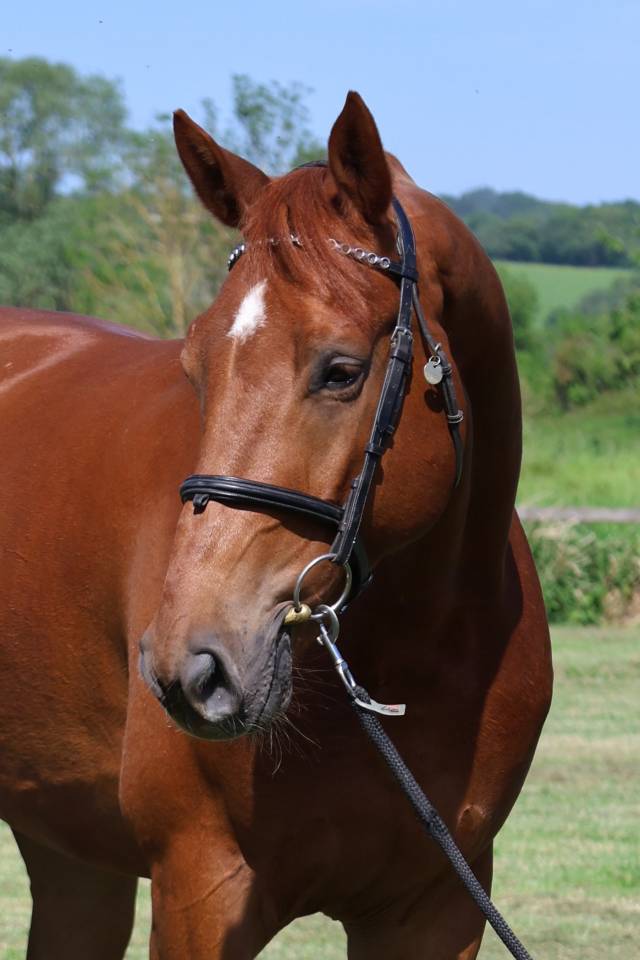 Ruin Selle Fran&ccedil;ais Te koop 2021 Vos ,  Conthargos