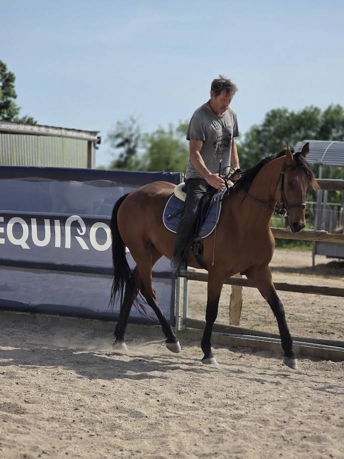 Ruin Franse draver  Te koop 2022 Donker bruin / bai