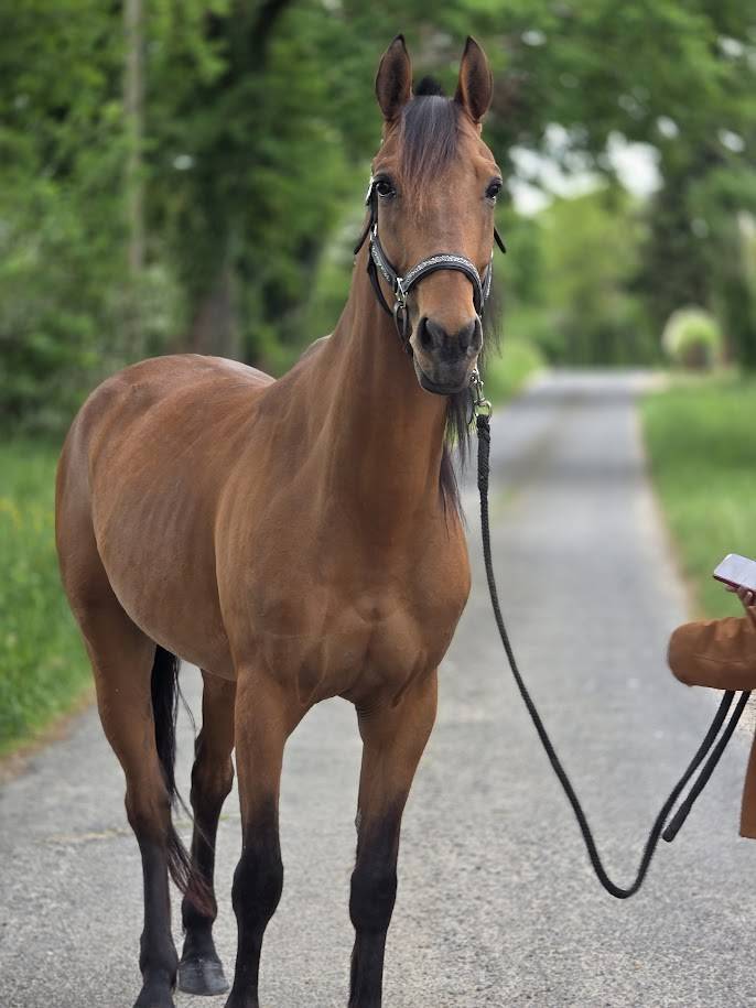 Ruin Franse draver  Te koop 2022 Donker bruin / bai