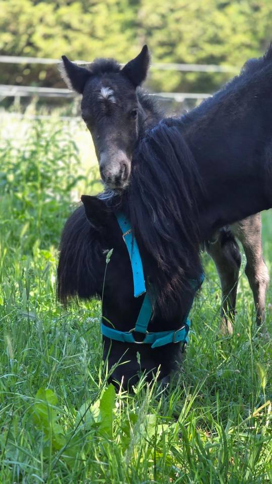Veulen (ml) Shetland Te koop 2026 Wildkleur zwart ,  Malibu de Tushita (SHE)