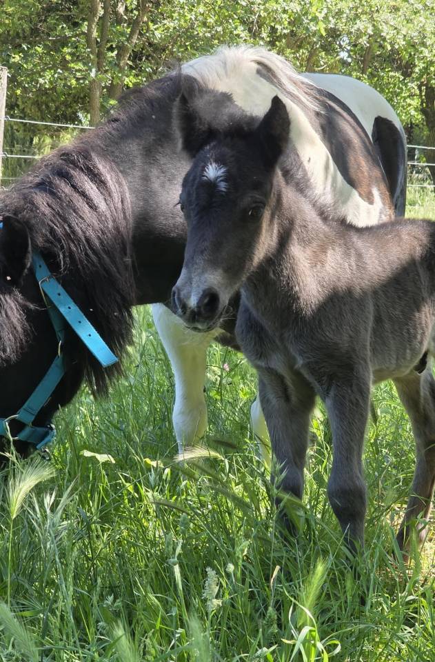 Veulen (ml) Shetland Te koop 2026 Wildkleur zwart ,  Malibu de Tushita (SHE)