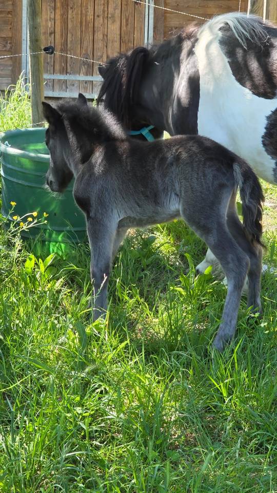 Veulen (ml) Shetland Te koop 2026 Wildkleur zwart ,  Malibu de Tushita (SHE)