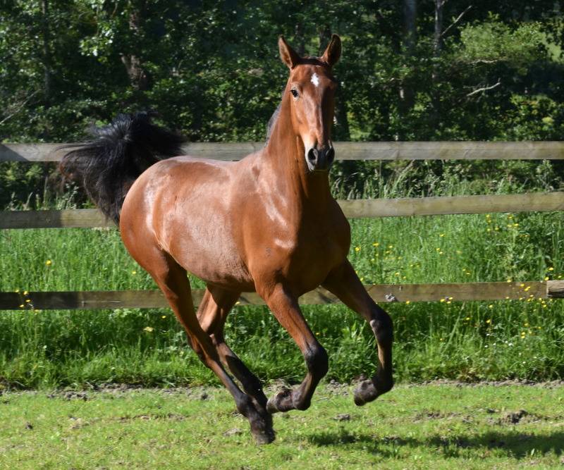 Veulen (ml) PRE Puur Ras Spaans Te koop 2025 Donker bruin / bai