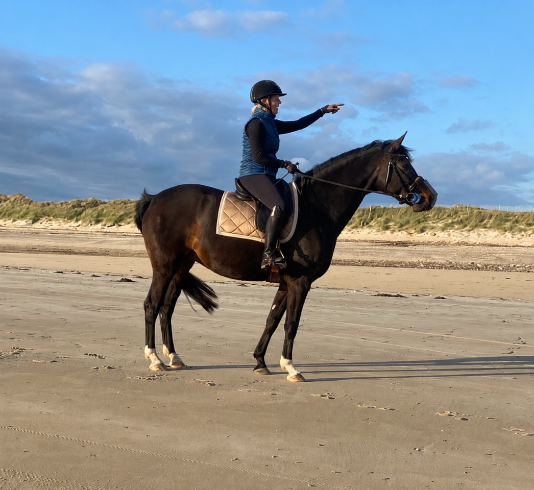 Merrie KWPN Nederlands sportpaard Te koop 2019 Bruin / Bai