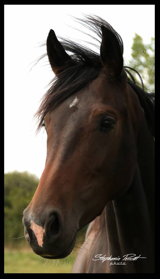 Merrie KWPN Nederlands sportpaard Te koop 2019 Bruin / Bai