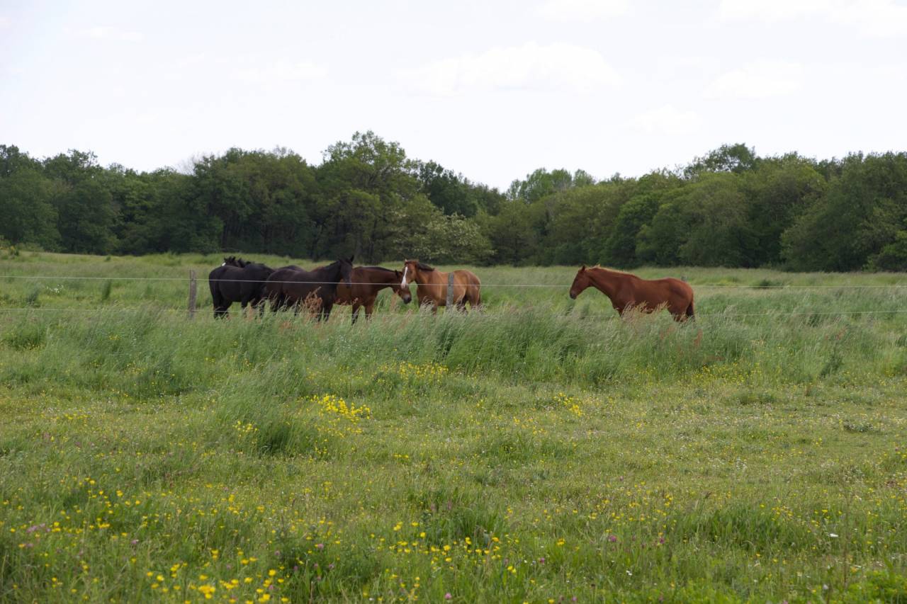Paarden accommodatie Koop Maine-et-Loire