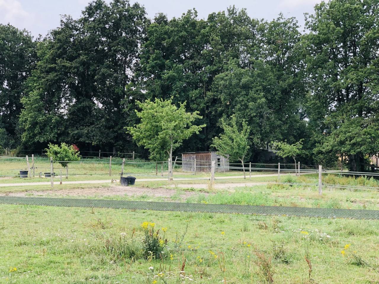 Paarden accommodatie Koop Maine-et-Loire